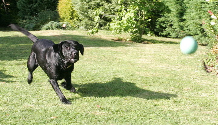 Playing Ball