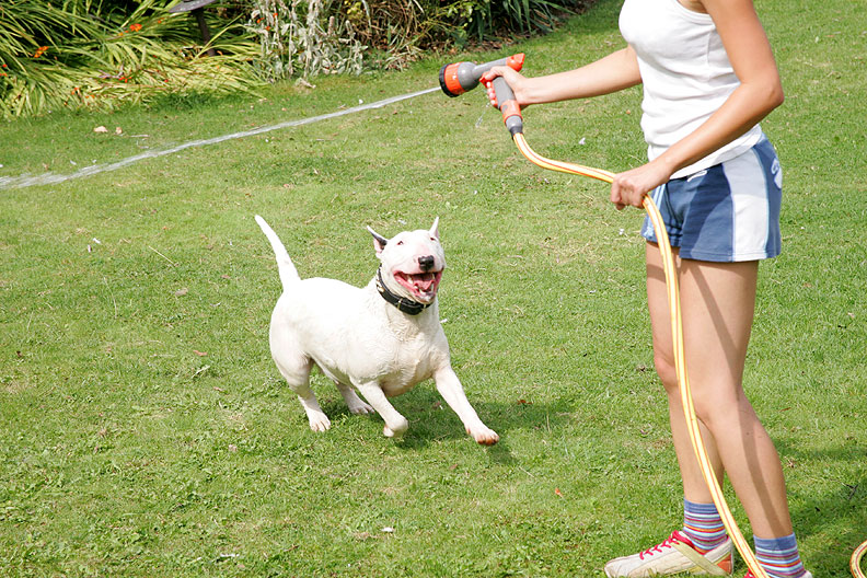 Bella and the Garden Hose