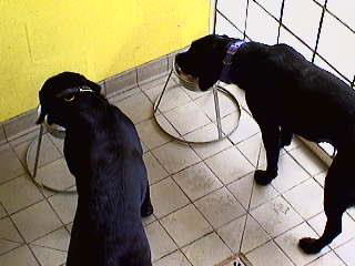 Two Dogs, Two Bowls