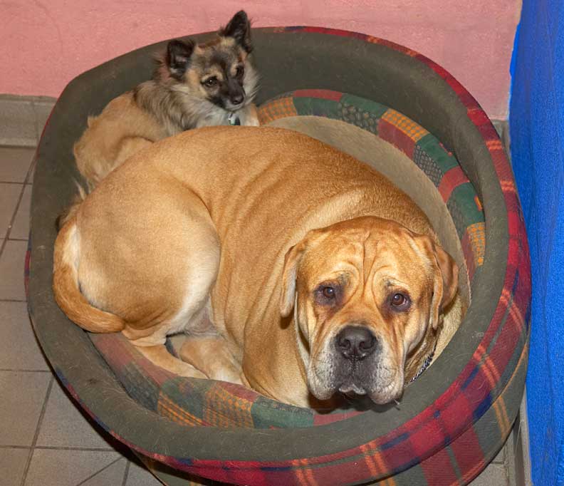 Peepee and Brutus in Bed