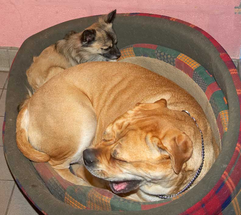 Peepee and Brutus