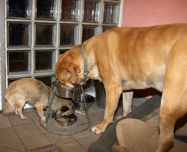 Peepee and Brutus Having Dinner