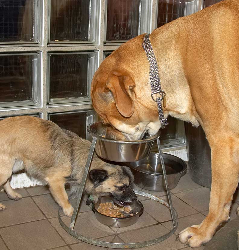 Peepee and Brutus Dining Together