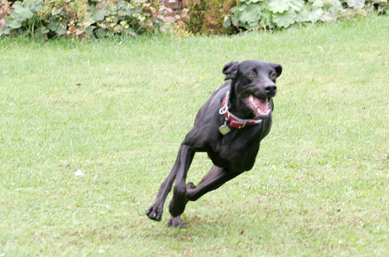 Casey Taking A Corner