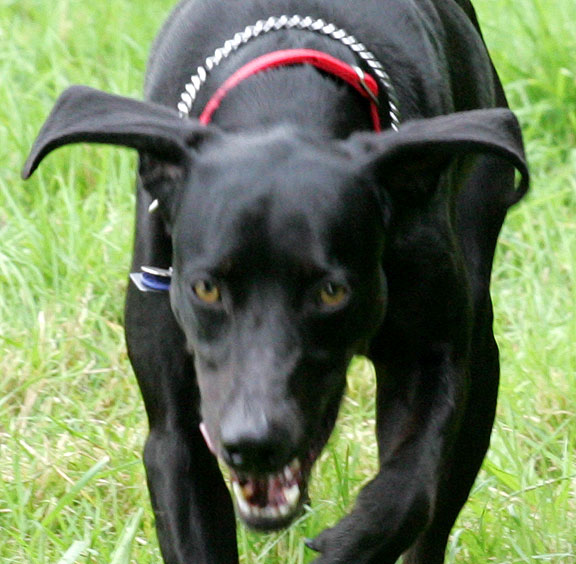 Casey With Bat Ears