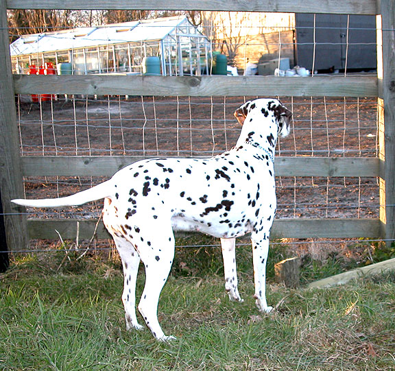 Cookie Watching the Chickens