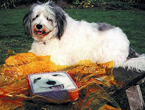 Digby and his Birthday Cake