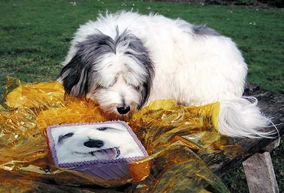 Digby and his Birthday Cake