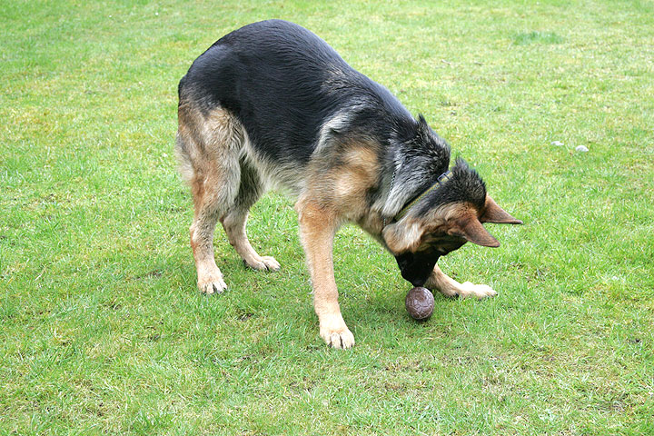 Paulo Sniffs the Easter Egg