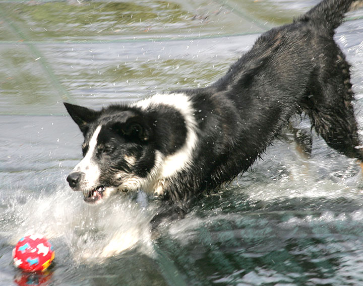 Harvey into the Pool