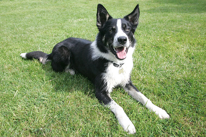Harvey Waiting for The Ball