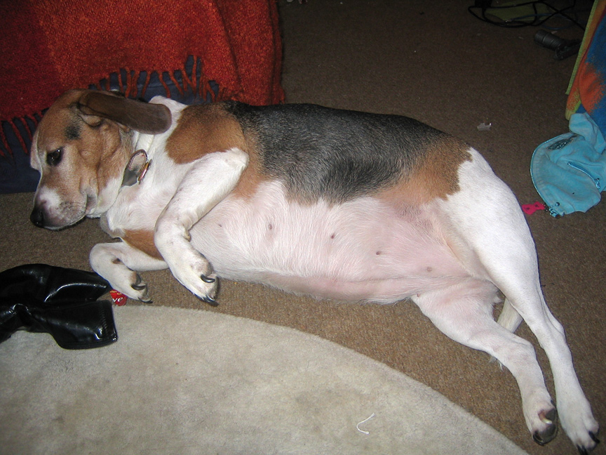 Hattie Having a Nap