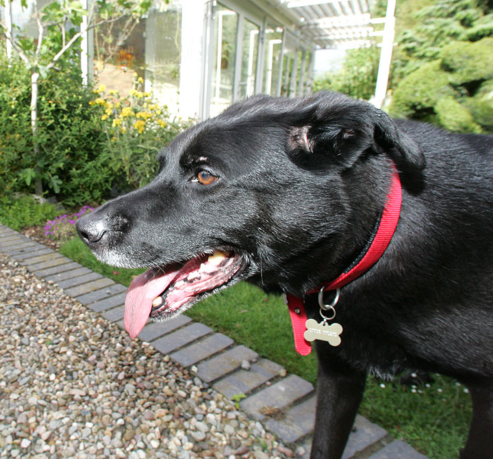 Jet