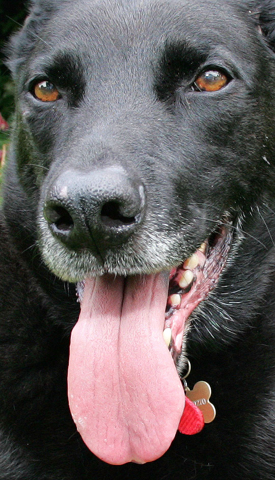 Jet