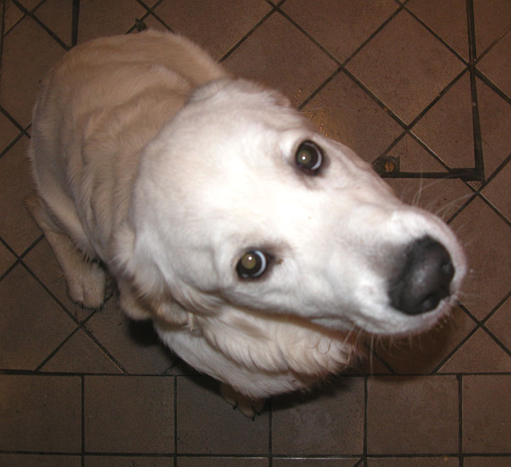 Joe Viewed From Above