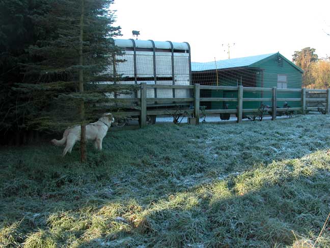 Joe Keeping An Eye On The Turkeys