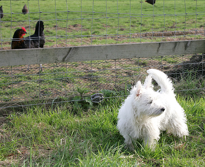 Maisy and the Chicken
