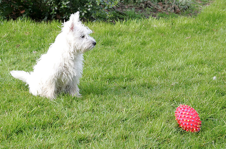 Maisy and Her Pink Toy