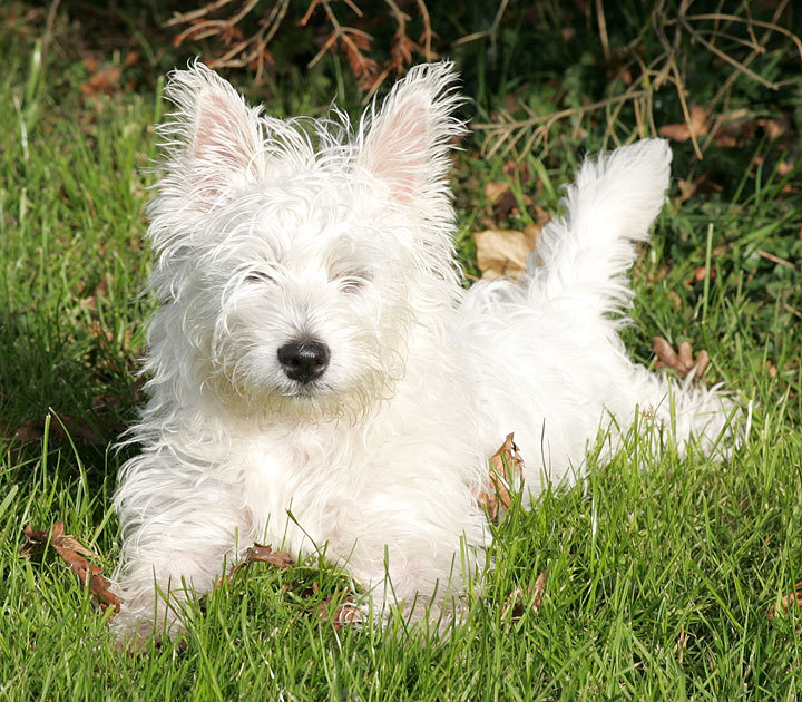 Maisy Enjoying The Sunshine