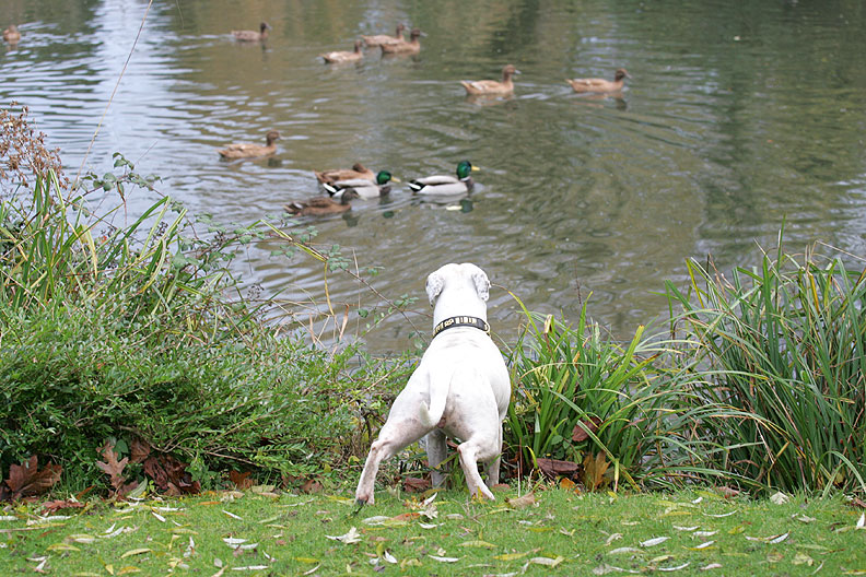 Maddy Watches Our Ducks
