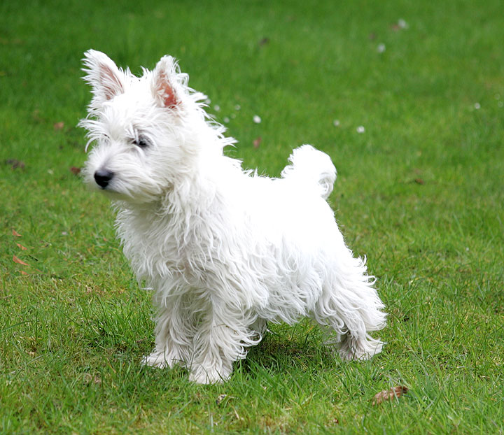 Maisy