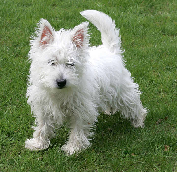 Maisy