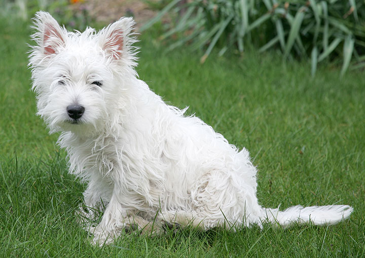Maisy