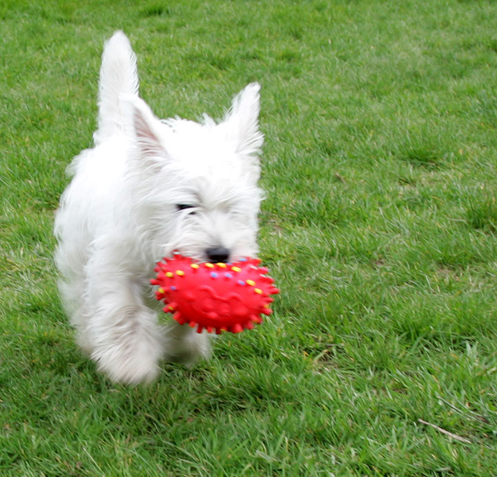 Maisy and Squeaky Toy