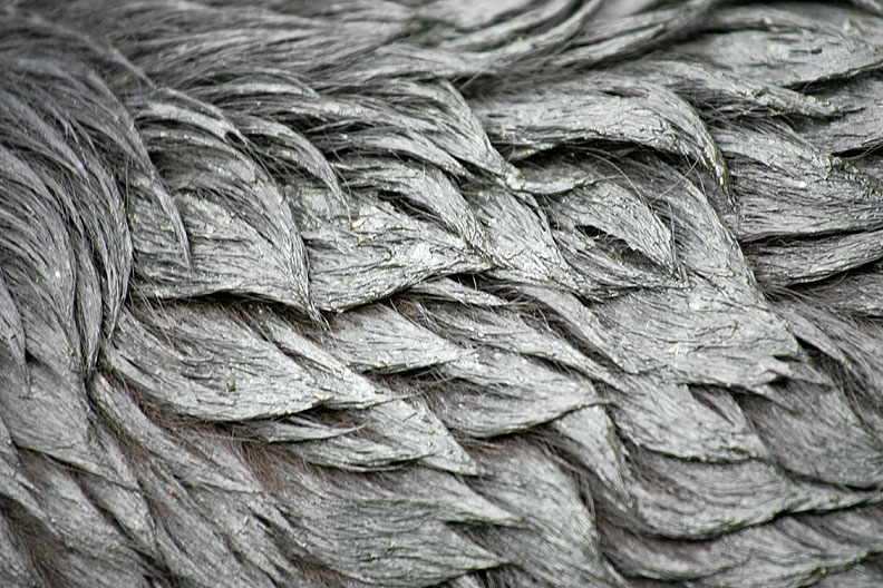 Max's Coat