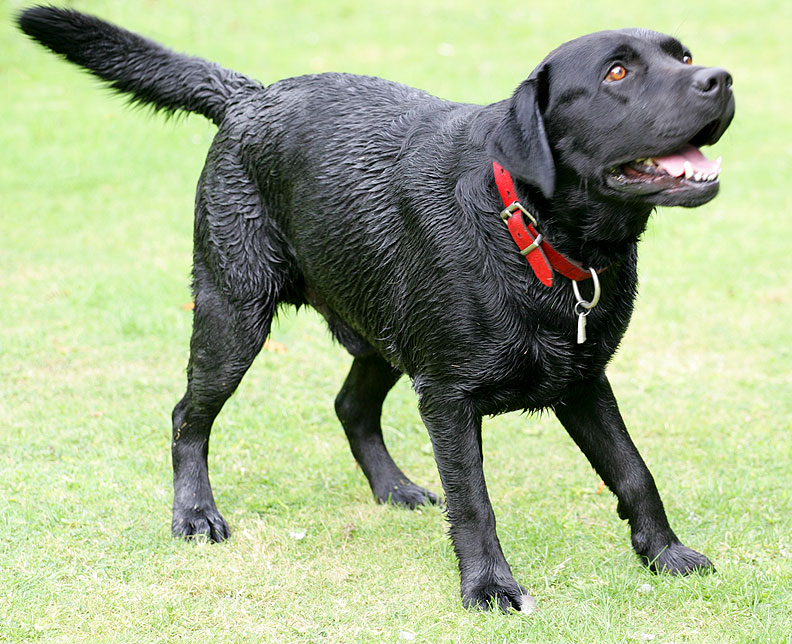 Max