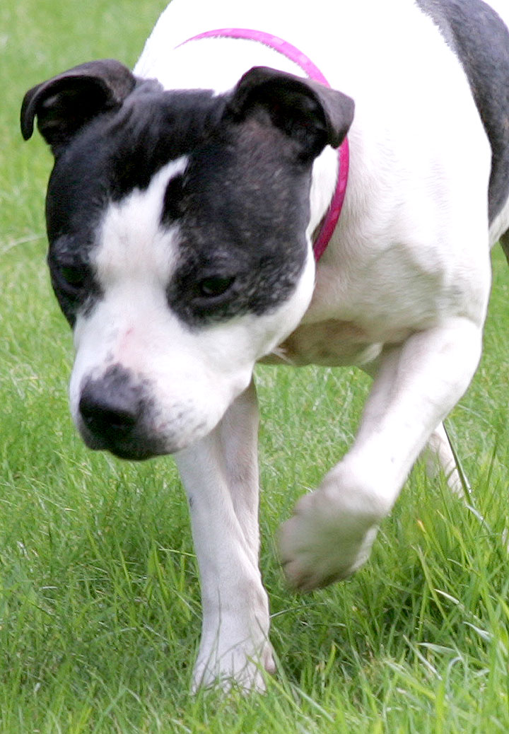 Maisie On Patrol