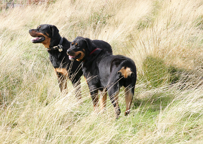 Ronan and Missy in The Tall Grass