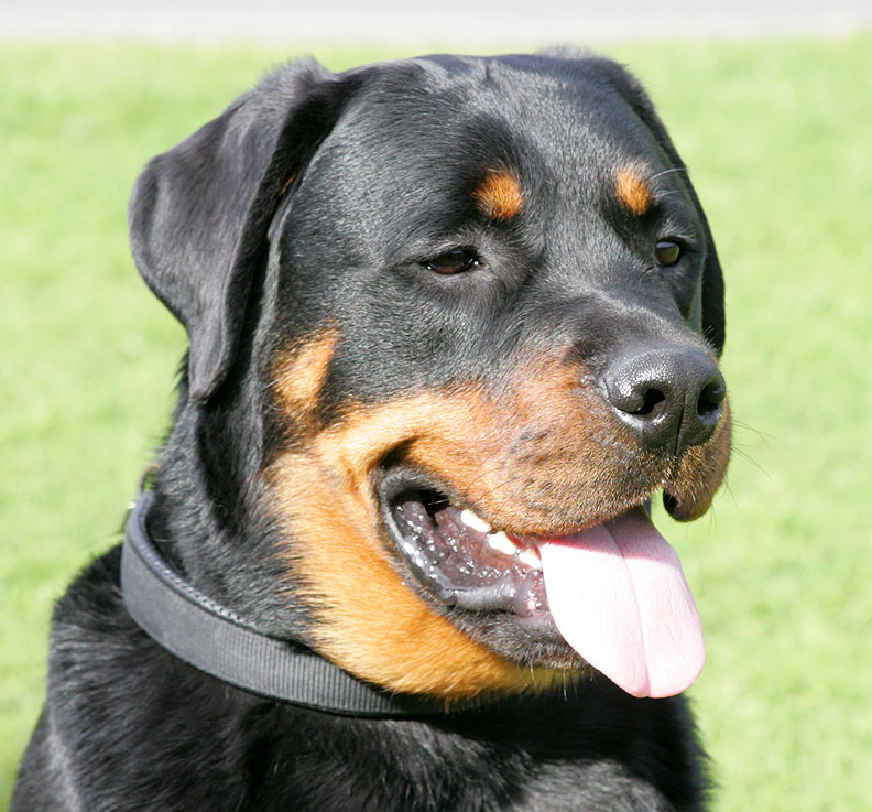 Ronan
