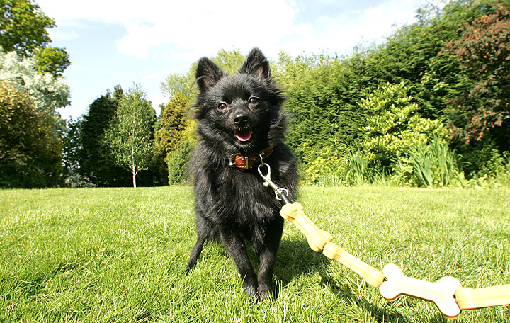 Pom Pom and His Lead