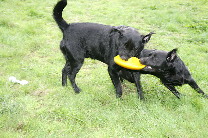 Cole and Otis - And Yellow Frisbee
