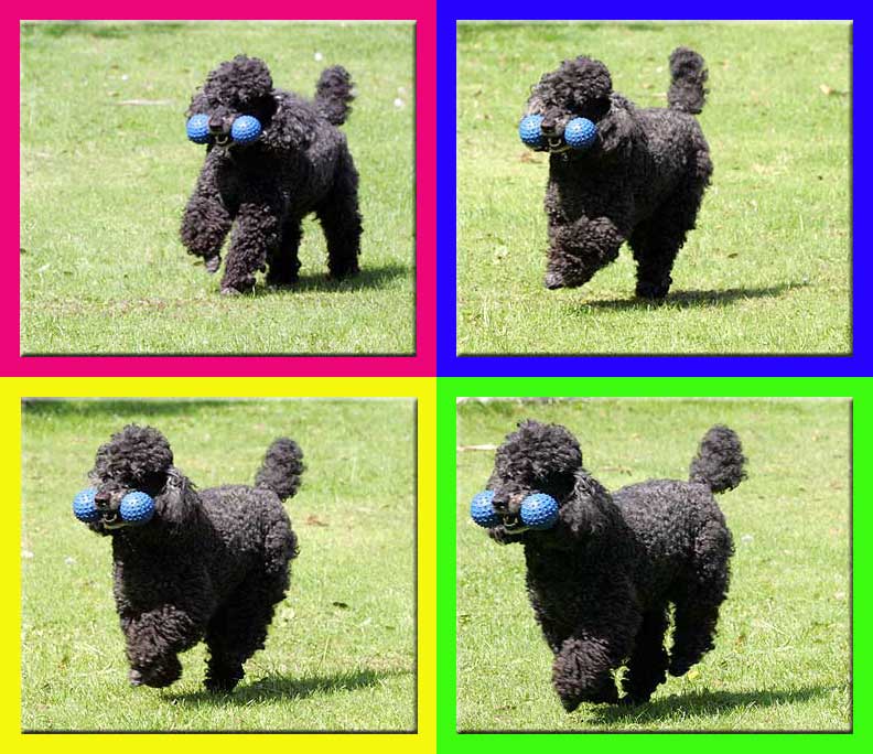 Running Poodle