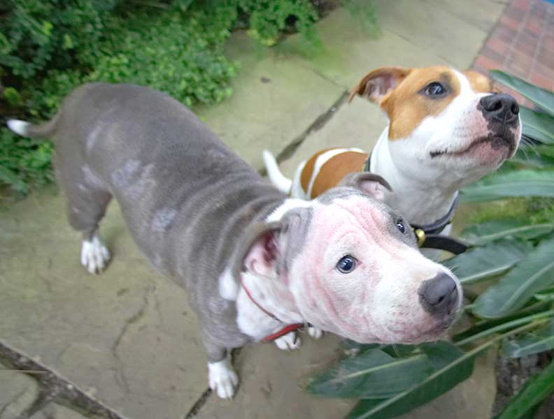 Missy and Snoopy