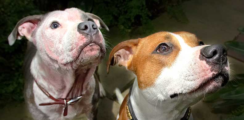 Missy and Snoopy