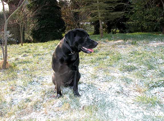 Snow Dogs