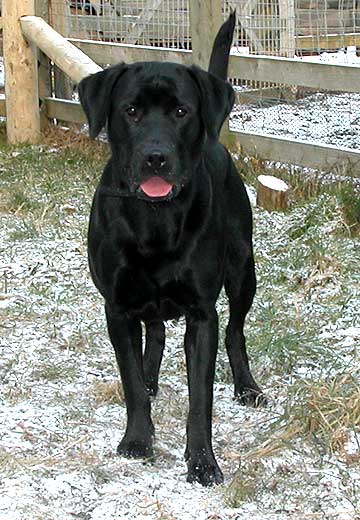 Snow Dog