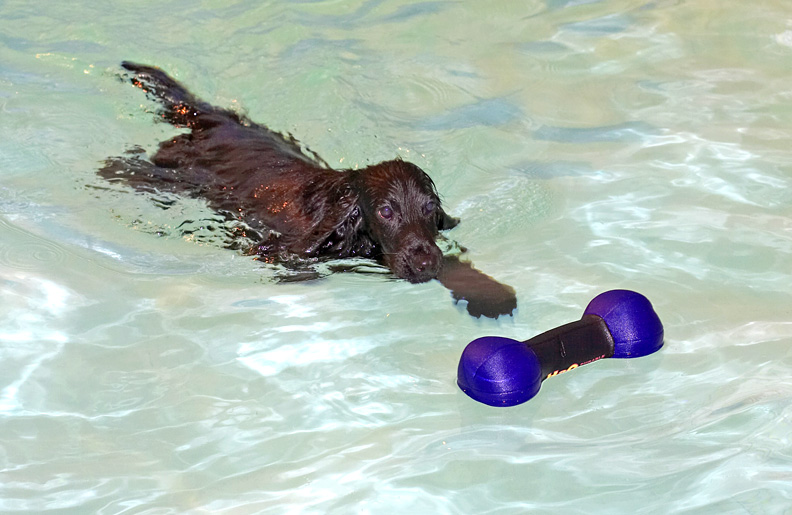 Frankie Swimming for the Dog Toy