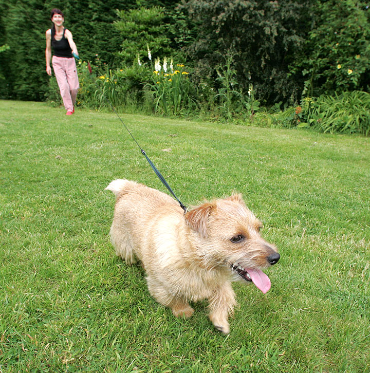 Teddy on a Run in the Garden