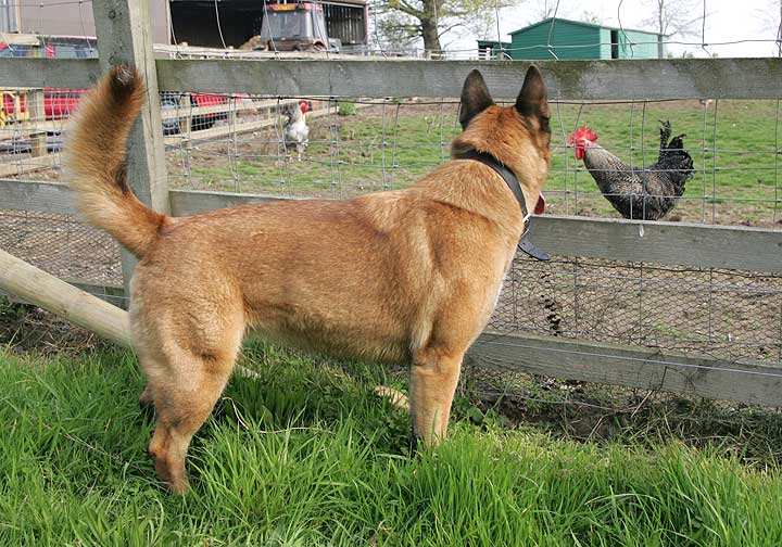 Tiny Watching the Chicken
