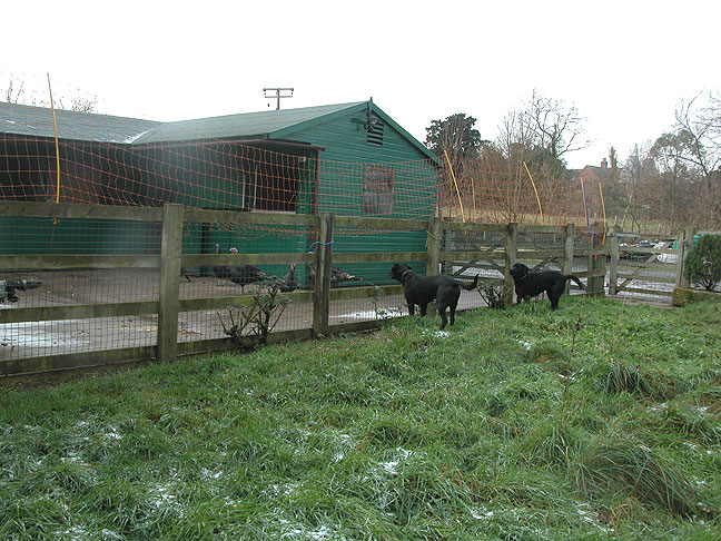 Watching The Turkeys