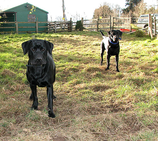 The Men - Waiting for the Ball to Be Thrown
