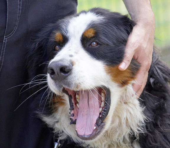 Bernese Mountain Dog, Digby, Dogs, Tongue