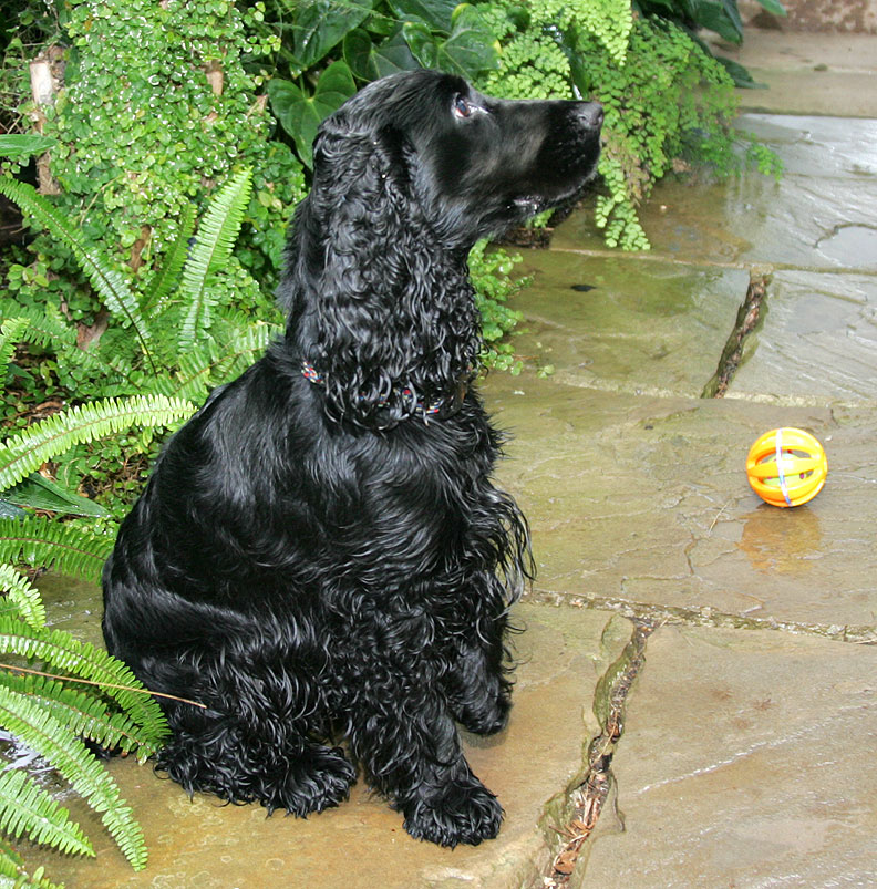 Woody -- More Interested in Cookie Than Ball