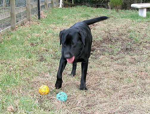 Yellow Ball?  Green Ball?