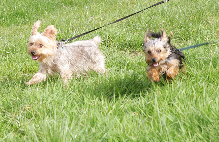 Out for a Walk