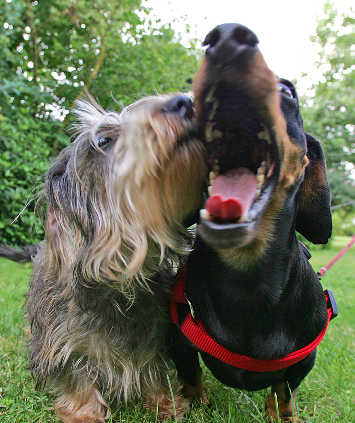 Sweep and Banjo